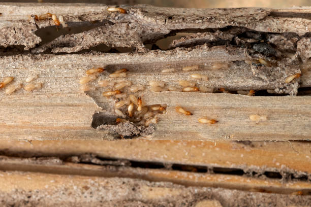 Best Mosquito Control Services  in Helena, AL